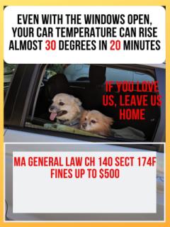 DOGS IN HOT CARS!