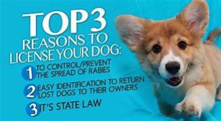 License your dog!