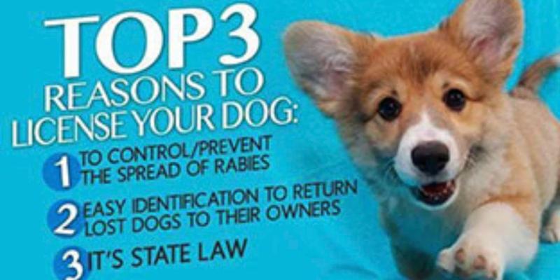 License your dog now!