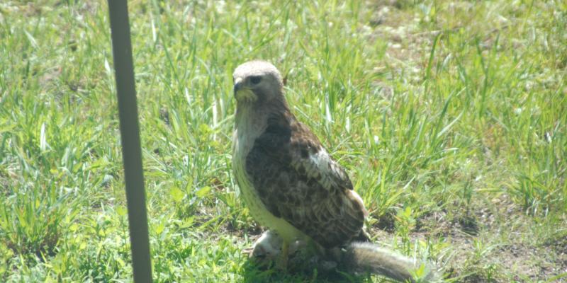 Red-Tail Juvenile Hawk